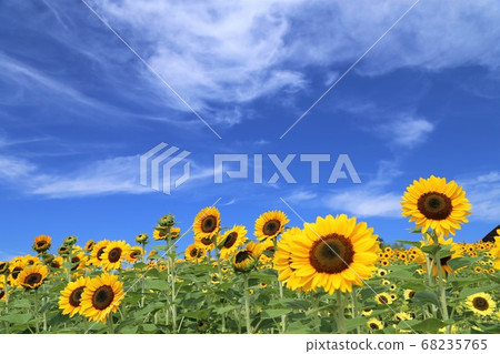 Sunflower of Makimi Hill Park 68235765