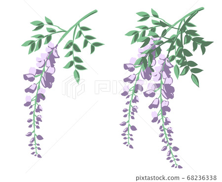 wisteria drawing clipart