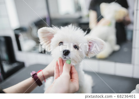 Grooming and bathing dogs. Caring for little friends. 68236401