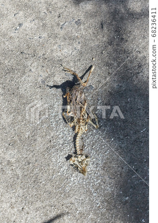 dead skeleton of a chick on the concrete 68236411