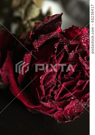dried red rose with drops on a black background. close up. copy space, side view dried red rose with drops on a black background. close up. copy space, side view 68236417
