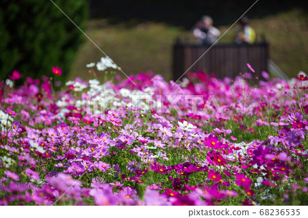 莊原美北山坡公園波斯菊 莊原美北山坡公園波斯菊 68236535