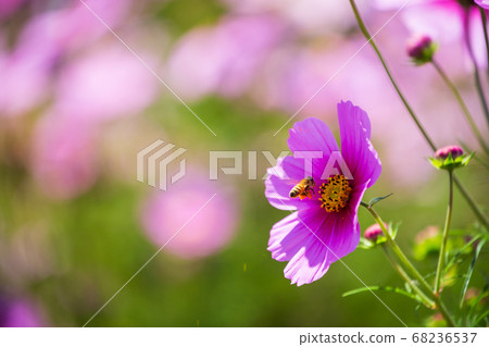 莊原美h山公園的波斯菊和蜜蜂 莊原美h山公園的波斯菊和蜜蜂 68236537