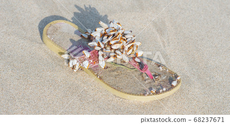 Flip-flop covered with alive seashells on sand. After storm at Da Nang Beach, Vietnam - South China Sea, the Pacific Ocean. Pollution of the sea is an urgent global environmental problem. 68237671