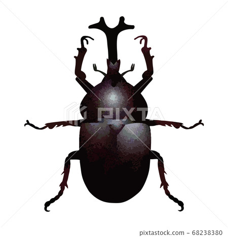 Male Beetles 68238380