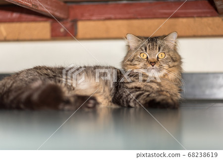 Fluffy tabby male cat rests under the bed. An under-bed living space belongs exclusively to him. 68238619