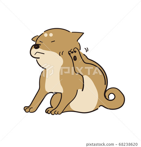 柴犬用後腿撓頭 68238620