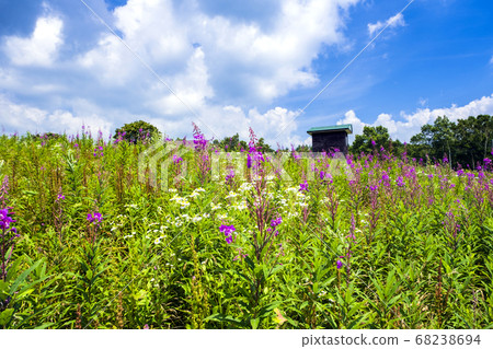 Blooming Takeson Plateau 68238694