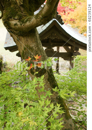 A walk in the four seasons Autumn Yabu Shrine 68239124