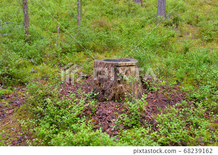 Tree stump among blueberry bushes. Tree stump among blueberry bushes. 68239162