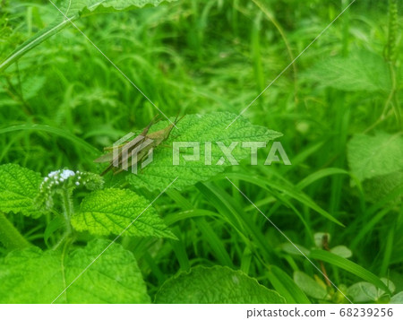 bug, grasshopper, insect 68239256