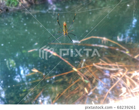cobweb, spider, vector 68239261