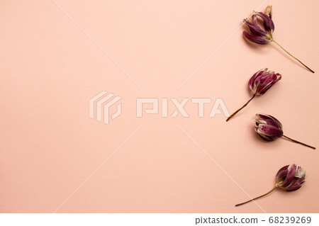 Red purple dry tulip flowers on pink background. flat lay, top view, copy space Red purple dry tulip flowers on pink background. flat lay, top view, copy space 68239269