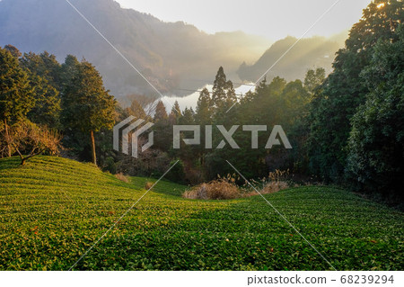 月瀨,茶園和旭(奈良縣奈良市) 月瀨,茶園和旭(奈良縣奈良市) 68239294