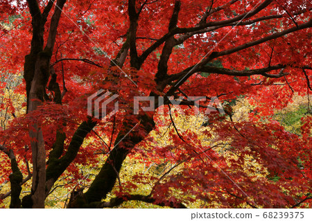 四個季節的秋季八部神社散步 68239375