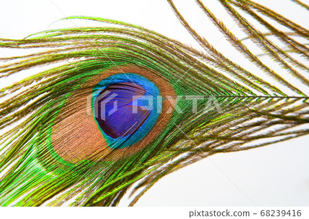 Peacock feather close-up on a white background. Peacock feather close-up on a white background. 68239416