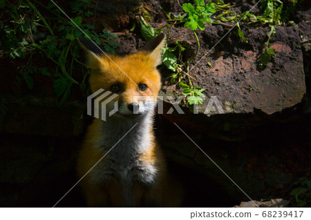 A little fluffy red fox. A little fluffy red fox. 68239417