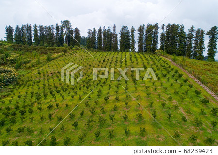 Agricultural plantations on the hillside in 68239423