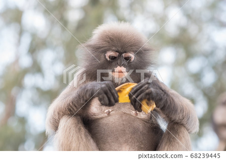 Monkey with a banana skin. Dusky leaf monkey, or spectacled langur (Trachypithecus obscurus). Near Prachuap Khiri Khan city, Thailand. 68239445