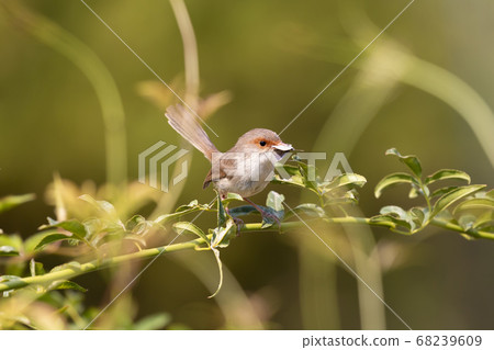 A female Superb Fairy-Wren bird sitting on a green tree branch in a garden A female Superb Fairy-Wren bird sitting on a green tree branch in a garden 68239609
