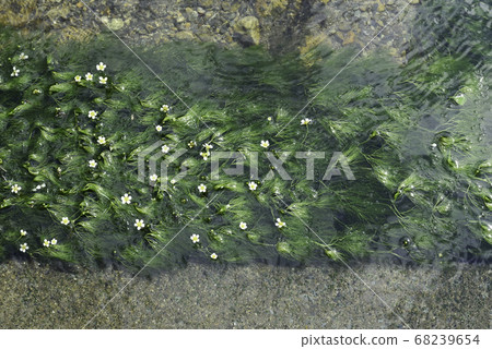 梅花藻1/5“感覺很奇怪” 68239654