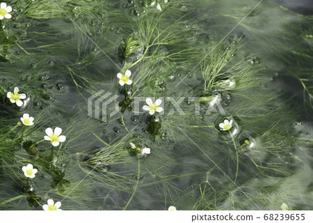 梅花藻2/5“山上的禮物” 68239655