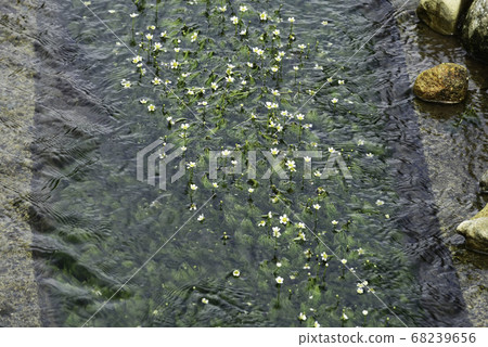 梅花藻3/5“該地區的珍寶” 梅花藻3/5“該地區的珍寶” 68239656