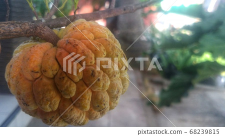 Srikaya or Annona squamosa is a plant of the Annonaceae family which has a million benefits - Image Srikaya or Annona squamosa is a plant of the Annonaceae family which has a million benefits - Image 68239815