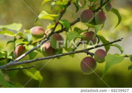 已經開始上色的李子果實 已經開始上色的李子果實 68239927