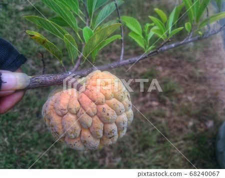 Srikaya or Annona squamosa is a plant of the Annonaceae family which has a million benefits - Image Srikaya or Annona squamosa is a plant of the Annonaceae family which has a million benefits - Image 68240067