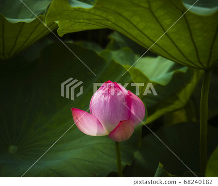 A single lotus that quietly blooms 68240182