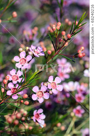 Pink flowers of an Australian native Geraldton Wax cultivar, CWA Pink, Chamelaucium uncinatum, family Myrtaceae, endemic to Western Australia. Winter and spring flowering. Pink flowers of an Australian native Geraldton Wax cultivar, CWA Pink, Chamelaucium uncinatum, family Myrtaceae, endemic to Western Australia. Winter and spring flowering. 68240216