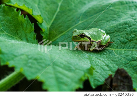 Tree frog,outdoor 68240356