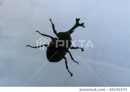 Scarab, insect, outdoor Scarab, insect, outdoor 68240374