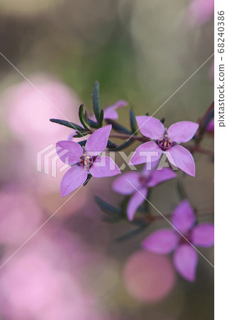 Close up of pink flowers of the Australian native Boronia ledifolia, family Rutaceae, Royal National Park, Sydney, Australia. Also known as the Showy, Sydney or Ledum Boronia Close up of pink flowers of the Australian native Boronia ledifolia, family Rutaceae, Royal National Park, Sydney, Australia. Also known as the Showy, Sydney or Ledum Boronia 68240386