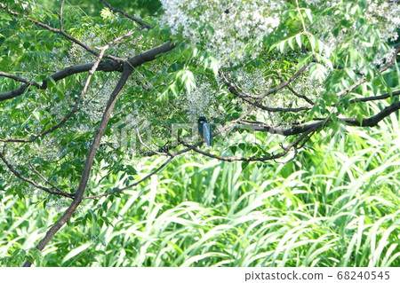 A kingfisher that aims at small fish 68240545
