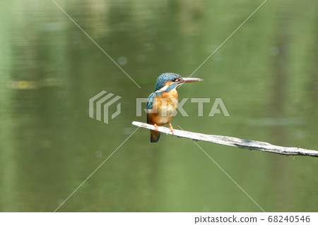 一隻針對小魚的翠鳥 68240546
