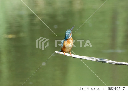 一隻針對小魚的翠鳥 一隻針對小魚的翠鳥 68240547