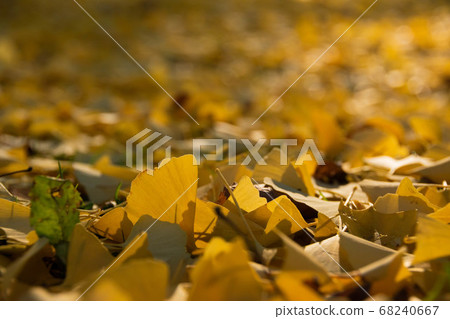 Close up of fallen ginkgo leaves on the ground 68240667