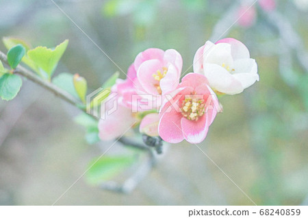 可愛的小粉紅花 68240859