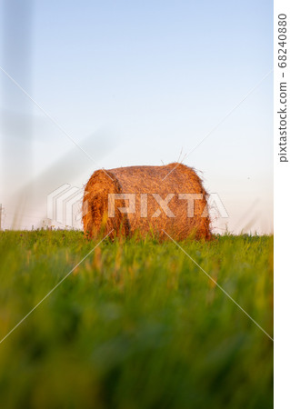 Round bale of yellow hay in the field. Harvesting 68240880