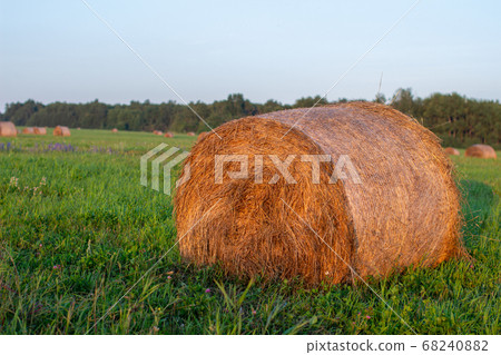 Round bale of yellow hay in the field. Harvesting 68240882