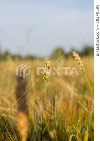 An insect a ladybug on an ear of rye or wheat An insect a ladybug on an ear of rye or wheat 68240895