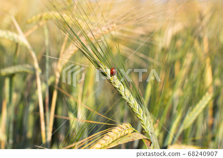 An insect a ladybug on an ear of rye or wheat An insect a ladybug on an ear of rye or wheat 68240907