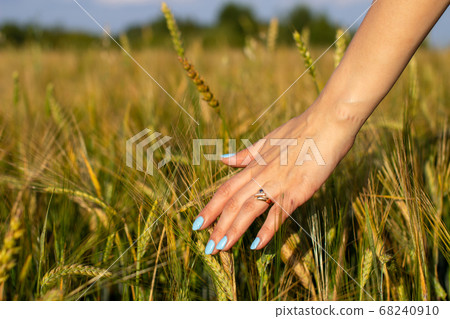 Woman's hand touch young wheat ears at sunset or 68240910