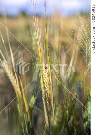 An insect a ladybug on an ear of rye or wheat An insect a ladybug on an ear of rye or wheat 68240919