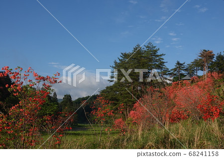 Onzalea and bird-watching hut in Kurosawa Marsh in early summer 68241158