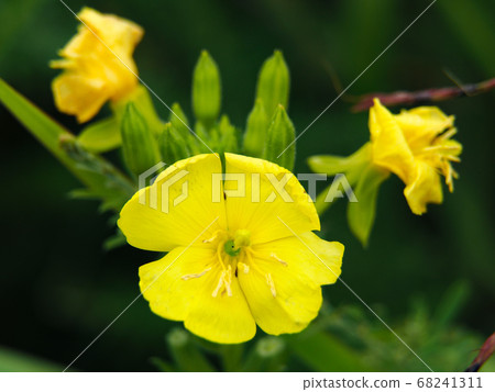 Affiliation 68241311