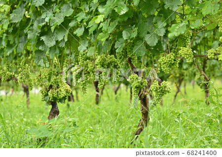 Nagano and bowl winery 68241400