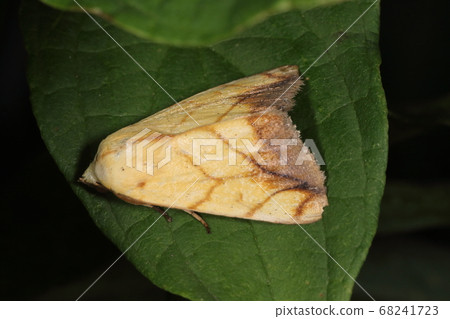 Living creatures, insects, Asian grass moth, spreads about 4cm. It is characterized by a thin diagonal line of dark brown on a yellowish brown background. 68241723